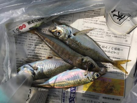 アジ、エソのみツバスは見てるだけ